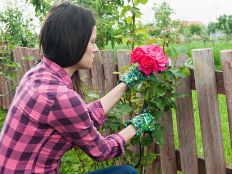 Healthy planted borders and lawn care in West Green