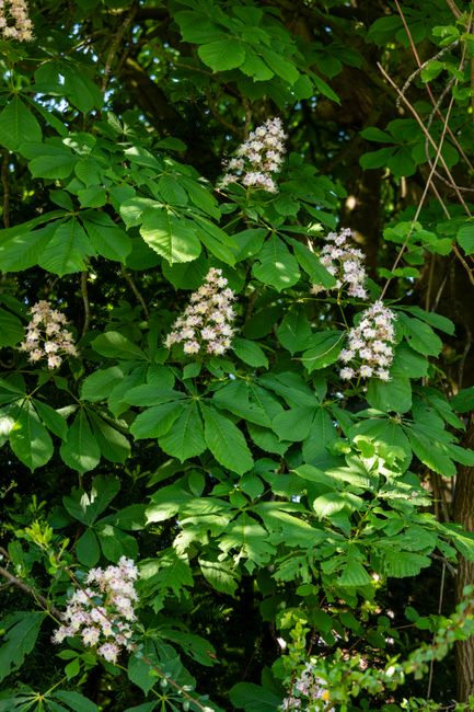A lush garden scene featuring a dense growth of green leaves and white flowering clusters, likely from a shrub or small tree. The foliage has large, serrated edges and a rich, vibrant green color, wit