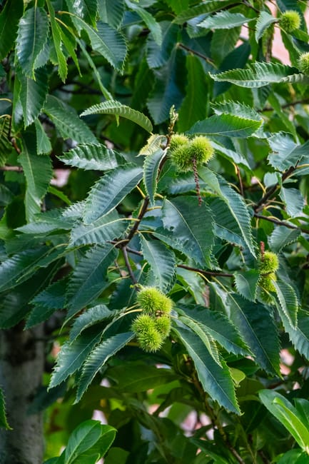 A lush garden scene featuring a dense growth of green leaves and white flowering clusters, likely from a shrub or small tree. The foliage has large, serrated edges and a rich, vibrant green color, wit