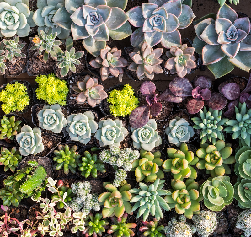Garden yard